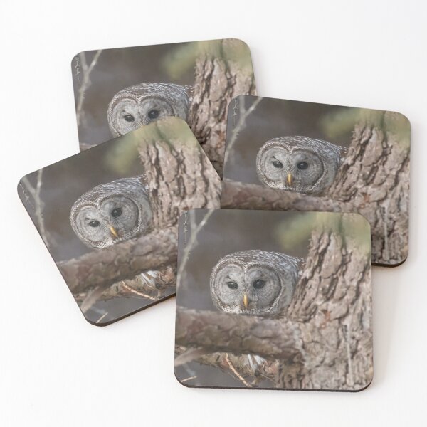 Item preview, Barred Owl hiding in the forest designed and sold by Simpsonwildlife.