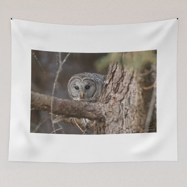 Item preview, Barred Owl hiding in the forest designed and sold by Simpsonwildlife.
