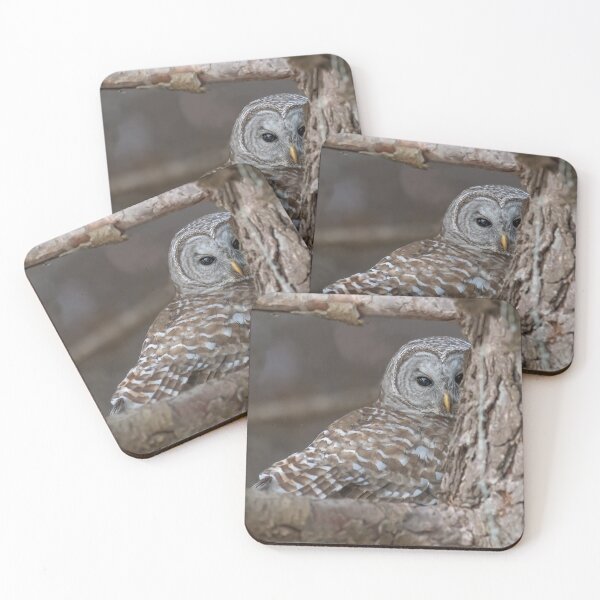 Item preview, Barred Owl trying to hide designed and sold by Simpsonwildlife.