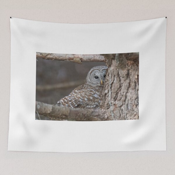 Item preview, Barred Owl trying to hide designed and sold by Simpsonwildlife.