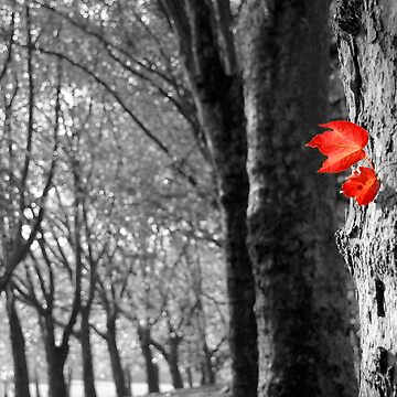 Artwork thumbnail, Autumn Leaf by rogerpanart