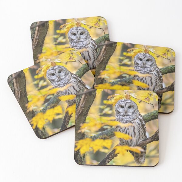Item preview, Barred Owl Fall Colours designed and sold by Simpsonwildlife.
