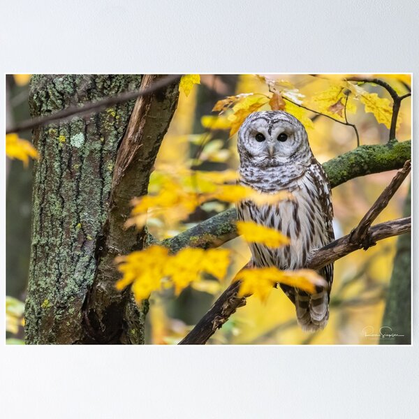 Item preview, Barred Owl Fall Colours designed and sold by Simpsonwildlife.