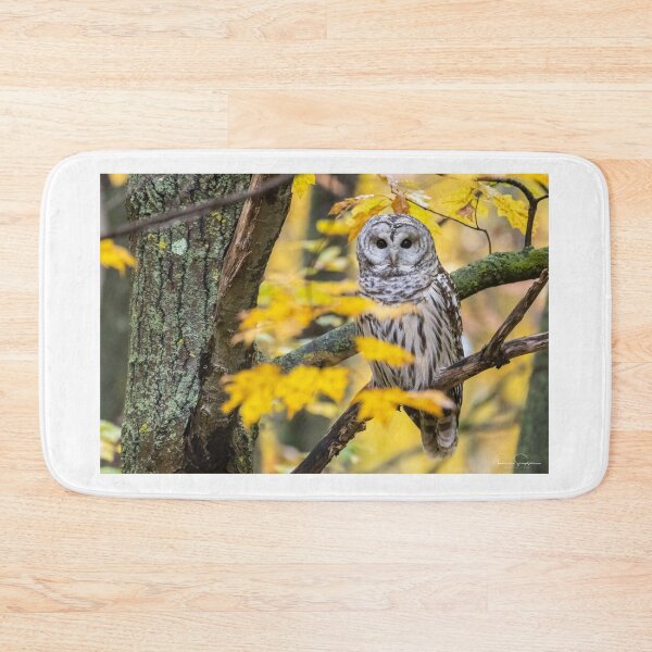 Item preview, Barred Owl Fall Colours designed and sold by Simpsonwildlife.
