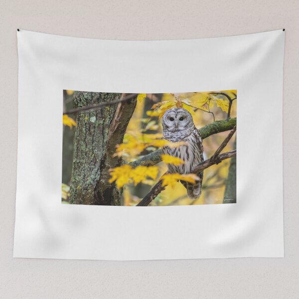 Item preview, Barred Owl Fall Colours designed and sold by Simpsonwildlife.