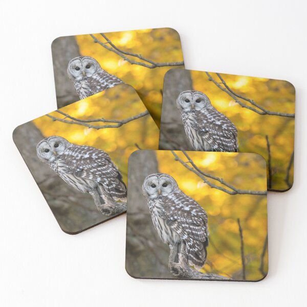 Item preview, Barred Owl Fall Colours designed and sold by Simpsonwildlife.