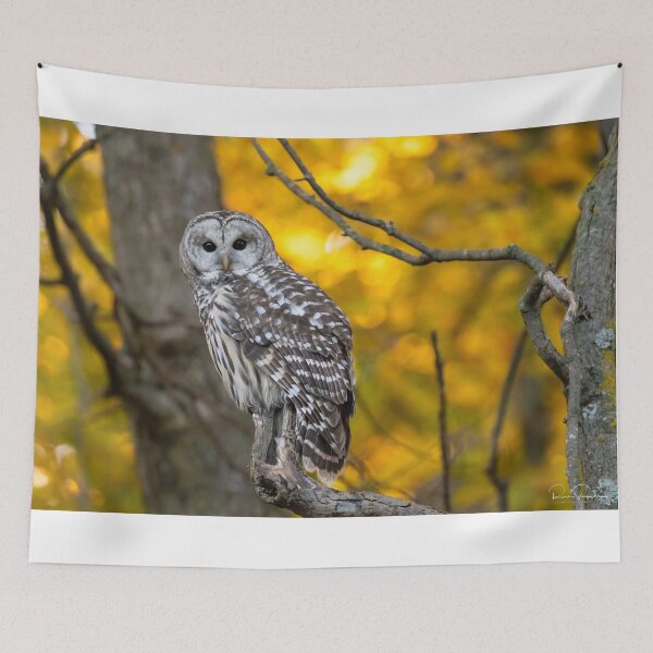 Item preview, Barred Owl Fall Colours designed and sold by Simpsonwildlife.