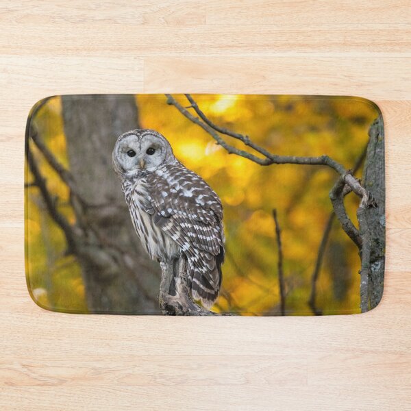 Item preview, Barred Owl Fall Colours designed and sold by Simpsonwildlife.