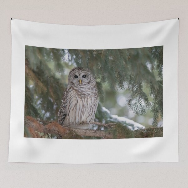 Item preview, Barred Owl in winter designed and sold by Simpsonwildlife.