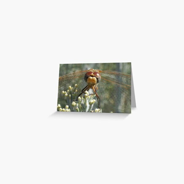 Dragonfly Greeting Card