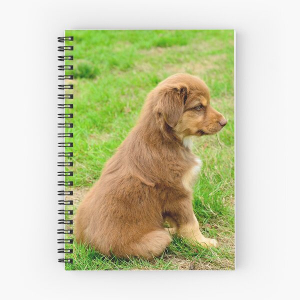 Item preview, Red TriColor Australian Aussie Shepherd Puppy designed and sold by The Accidental Farmers.