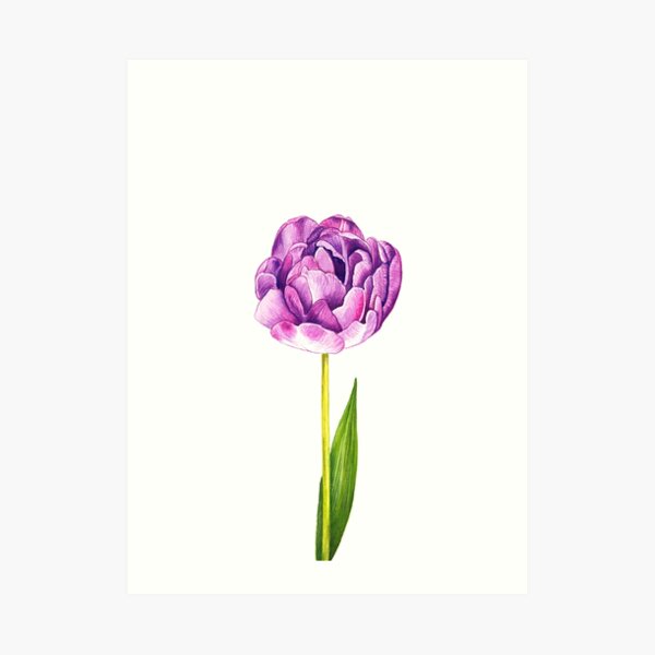 Purple Double Tulip Art Print