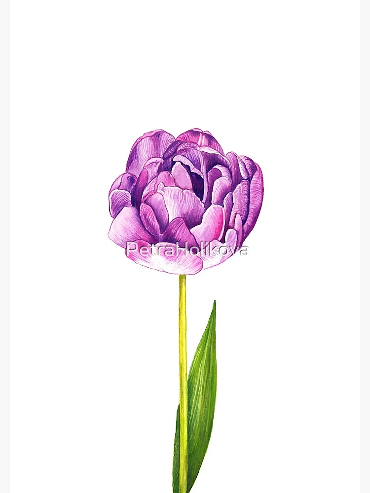 Purple Double Tulip by PetraHolikova