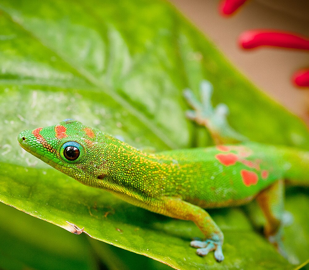 "Anole Lizard, Kona, Hawaii" by Chris Rusnak Redbubble