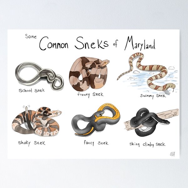 Item preview, Common Sneks of Maryland designed and sold by Olivia V. Ambrogio.