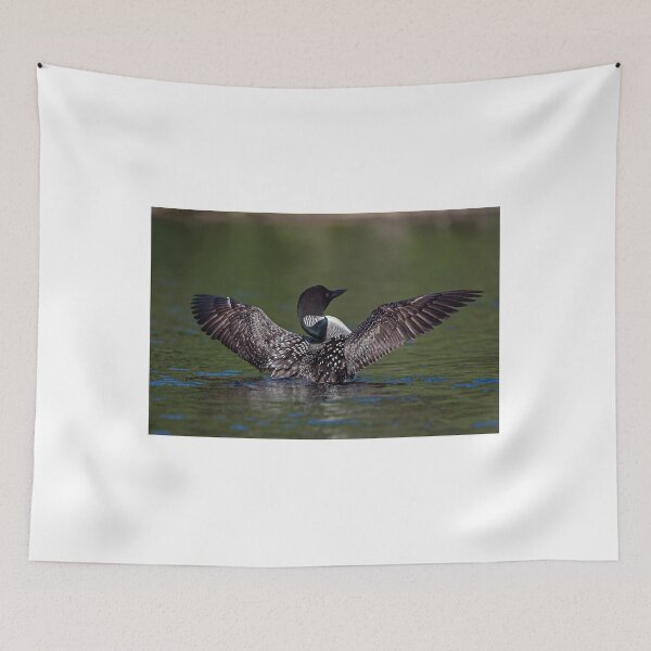 Item preview, Loon spreading it's wings designed and sold by Simpsonwildlife.