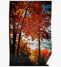 Fall Trees Poster
