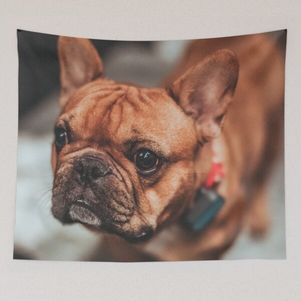 Item preview, Young baby bulldog designed and sold by wolfgangrainer.