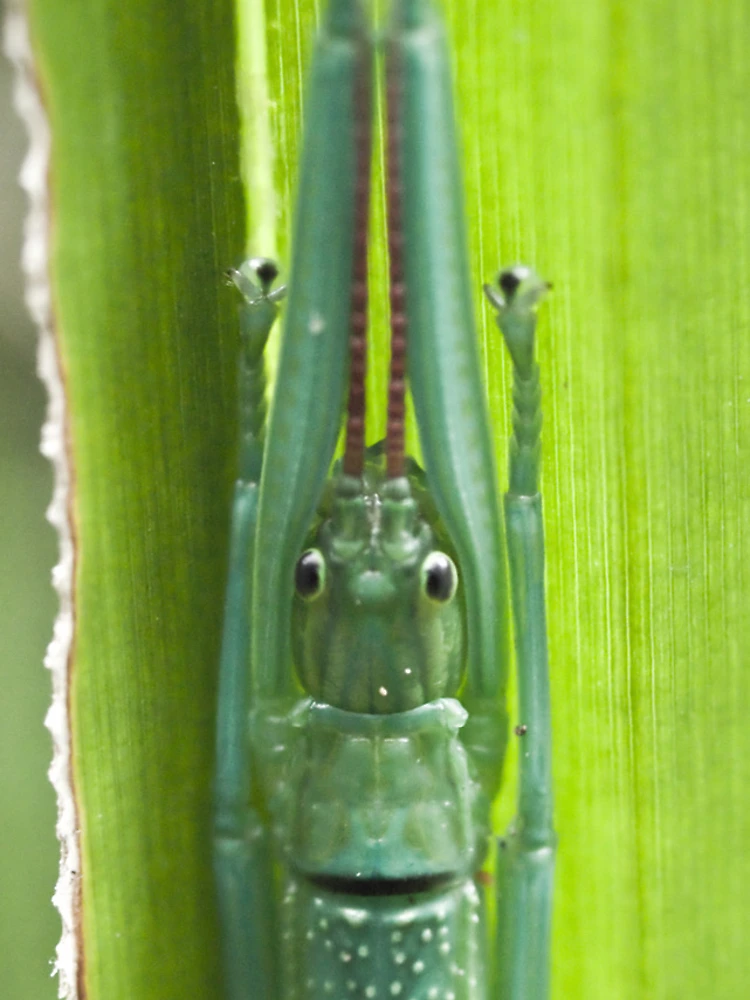 Thumbnail 4 of 4, iPhone Case, Stick Insect designed and sold by col hellmuth.