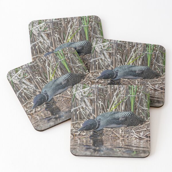 Item preview, Loon sitting on her nest. designed and sold by Simpsonwildlife.