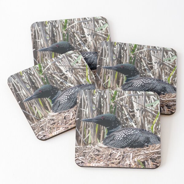 Item preview, Loon tending to her nest designed and sold by Simpsonwildlife.