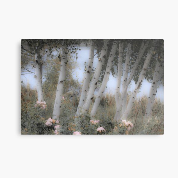 Rose and Birch Metal Print
