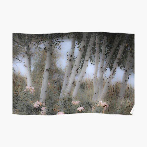 Rose and Birch Poster