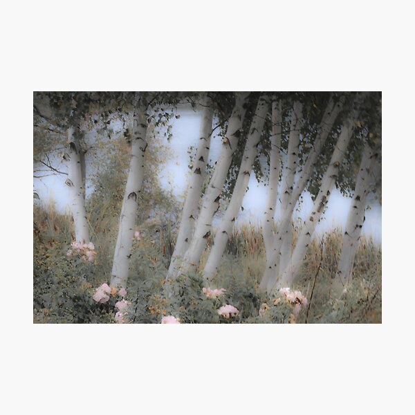 Rose and Birch Photographic Print