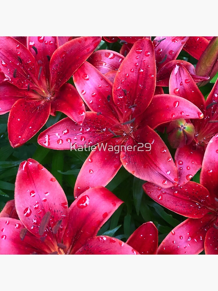 Bolsa de tela «Flores de gota de lluvia» de KatieWagner29 | Redbubble