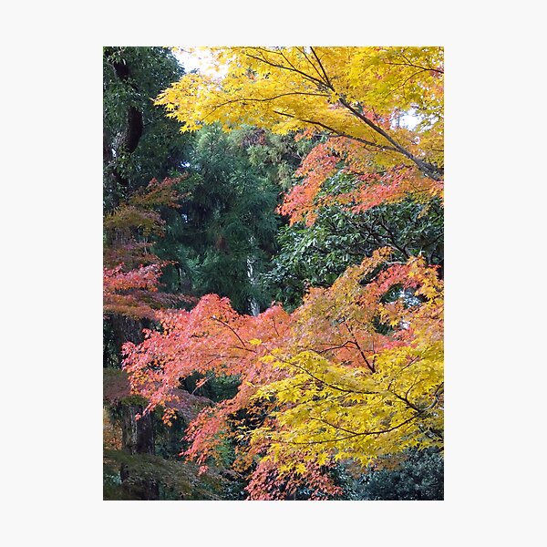 Item preview, Autumn Maples in a Japanese garden designed and sold by cuisinecat2.
