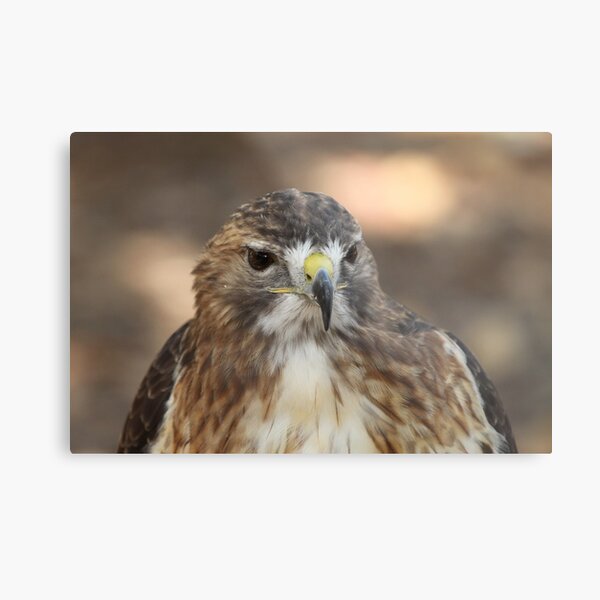 Red Shouldered Hawk Metal Print