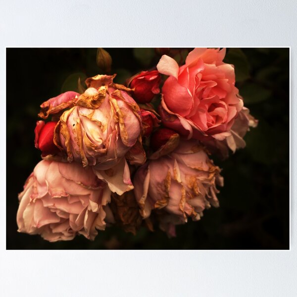 Item preview, Withered roses designed and sold by Agnes McGuinness.