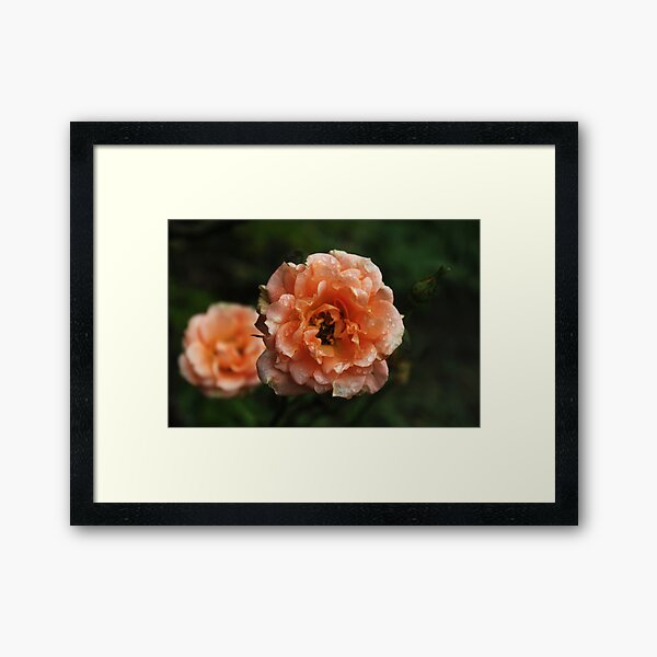 Item preview, Little peach roses designed and sold by Agnes McGuinness.