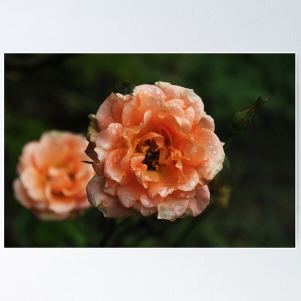 Item preview, Little peach roses designed and sold by Agnes McGuinness.