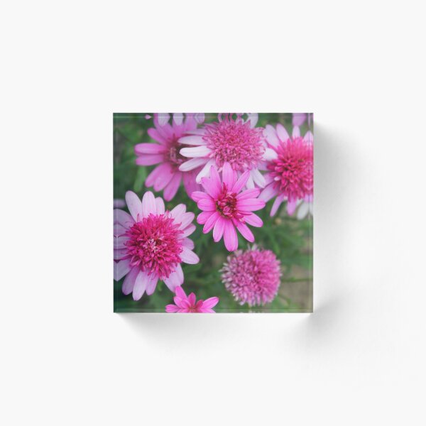 A profusion of pink Acrylic Block