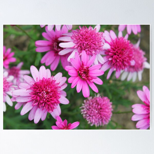 Item preview, A profusion of pink designed and sold by Agnes McGuinness.