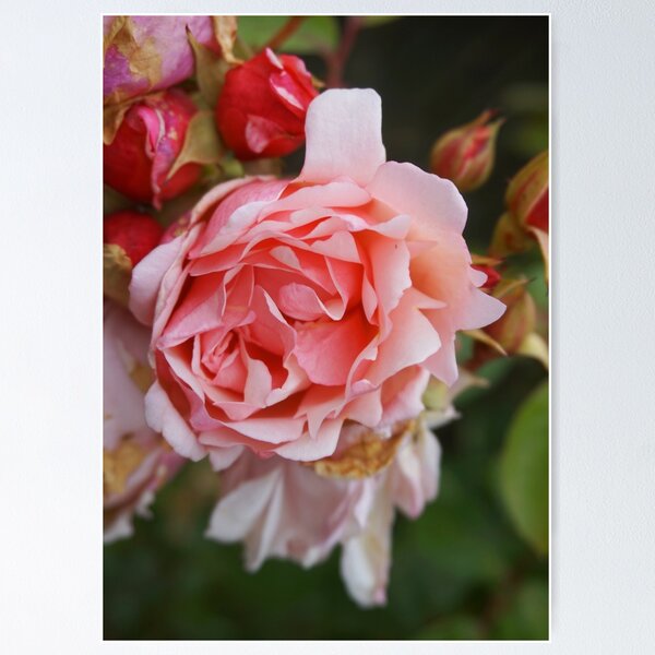 Item preview, The last rose of summer designed and sold by Agnes McGuinness.