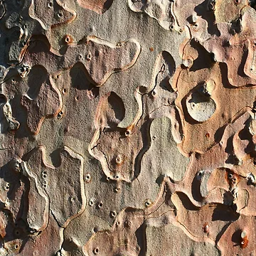 Artwork thumbnail, Tree bark by GreenNote