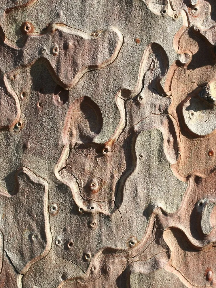Thumbnail 4 of 4, iPhone Case, Tree bark designed and sold by GreenNote.