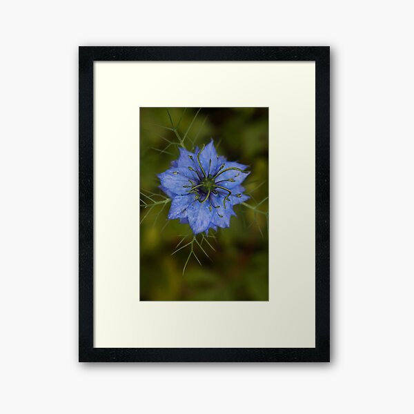 Item preview, Love-in-a-mist designed and sold by Agnes McGuinness.
