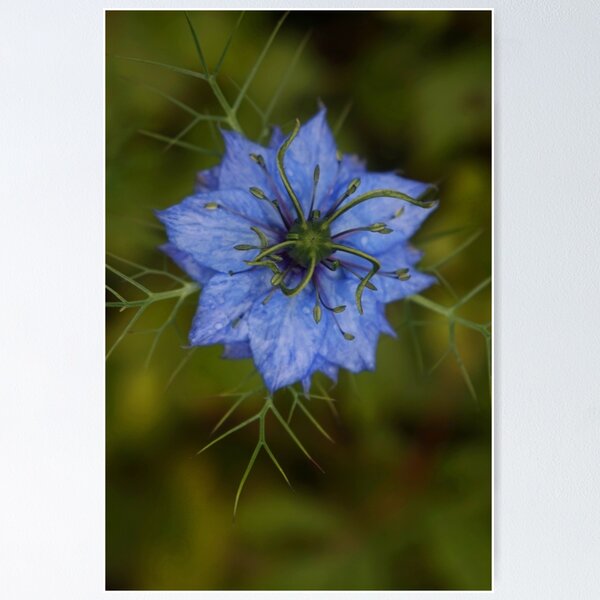 Item preview, Love-in-a-mist designed and sold by Agnes McGuinness.