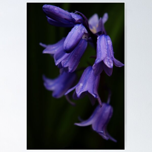Item preview, Evening bluebells designed and sold by Agnes McGuinness.