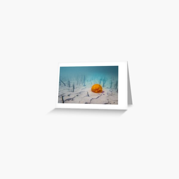 Four Star Ball Greeting Card