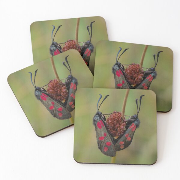 Item preview, A pair of 6-spot Burnet Moths designed and sold by Dan Newton.