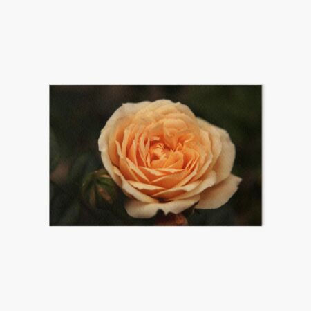 Item preview, Peach rose designed and sold by Agnes McGuinness.