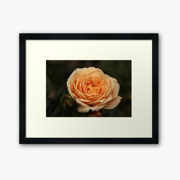 Item preview, Peach rose designed and sold by Agnes McGuinness.