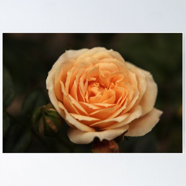 Item preview, Peach rose designed and sold by Agnes McGuinness.
