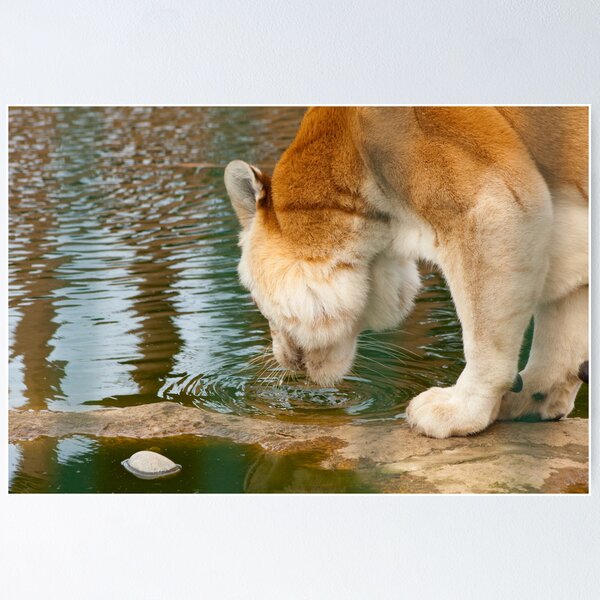 Item preview, Indian Tiger designed and sold by TerryPatrick.