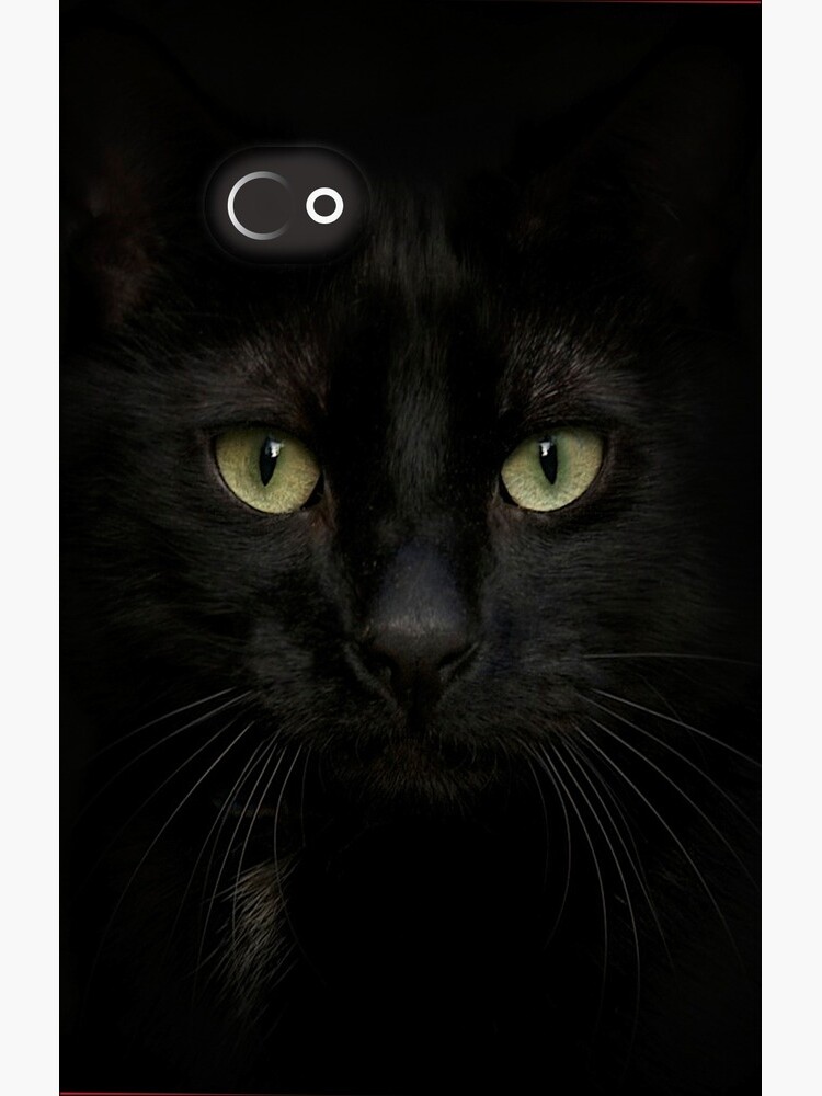 Black on Black.. by polly470