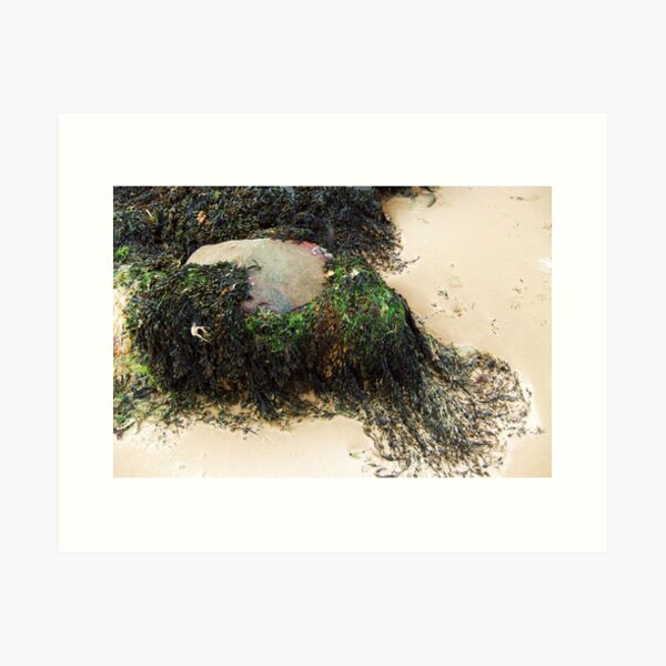 Item preview, Seaweed designed and sold by Agnes McGuinness.